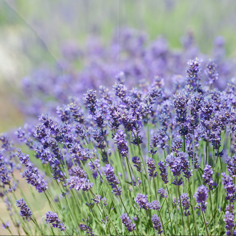 Lavendel